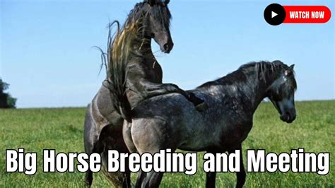 free sexhorse|horse videos .